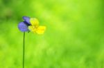 Viola Flower On Green Copyspace Background Stock Photo