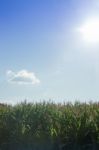 Corn Field With Blue Sky Stock Photo