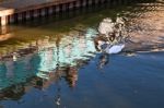 Mute Swan Swimming Along The Old River Nene Stock Photo