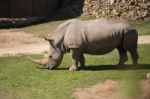 Rhino In The Park Zoo Stock Photo