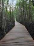 Wooden Path Walk To Tropical Mangrove Forest Stock Photo