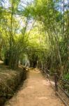 Walkway Through Tunnel Of Bamboo Tree Forest Stock Photo