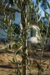 Olive Tree Branch Stock Photo