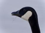 Beautiful Isolated Image Of A Cute Canada Goose Stock Photo