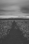 Cotton Field In The Countryside Stock Photo