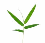 Bamboo Leaf Isolate On White Background Stock Photo