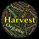 Harvest Word Means Produce Grains And Gather Stock Photo