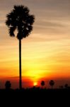 Sunset Behide Toddy Palm Tree Stock Photo