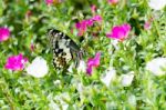 Flowers, Butterflies Swarm Stock Photo