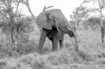 African Elephant In Serengeti National Park Stock Photo