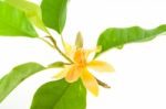 Yellow Michelia Alba Flower Stock Photo