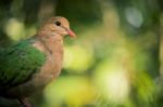 Single Colourful Dove Resting Stock Photo