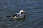 Long-tailed Duck Or Oldsquaw (clangula Hyemalis) Stock Photo