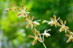 Staurochilus Orchid Stock Photo