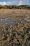 Low Tide Marshland Stock Photo