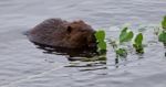 Beautiful Isolated Picture Of A Beaver Eating Leaves In The Lake Stock Photo