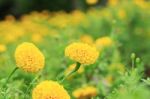 Marigold Flowers Of Nature In Garden Stock Photo