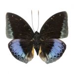 Male Common Archduke Stock Photo