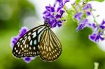 Close Up Blue Tiger Butterfly Or Tirumala Hamata Stock Photo