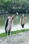 Two Marabou Stork Beside Water Stock Photo