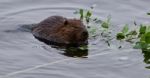 Beautiful Background With A Beaver Eating Leaves In The Lake Stock Photo