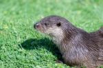 Eurasian Otter (lutra Lutra) Stock Photo