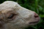 Sheep Head Stock Photo