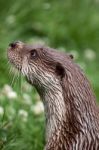 Otter At The British Wildlife Centre Stock Photo