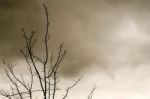 Branch And Leaves (dead Tree) Stock Photo