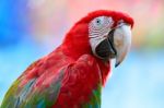 Greenwinged Macaw Stock Photo