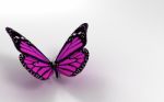 Butterfly In 3D Stock Photo