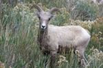 Bighorn Sheep (ovis Canadensis) Stock Photo