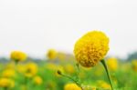 Marigold With Sky Stock Photo