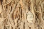 Sandstone Buddha Head Covered Tree Root Stock Photo