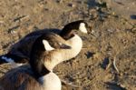 Beautiful Close-up Of A Pair Of Canada Geese Stock Photo