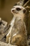 Small Meerkat Or Suricate (suricata Suricatta) On The Dirt Stock Photo