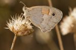 Small Heath (coenonympha Pamphilus) Stock Photo