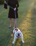 Woman And Bulldog Walking In City Park Stock Photo