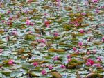 Lily Pads Stock Photo