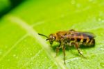 Yellow Wasp In Green Nature Stock Photo