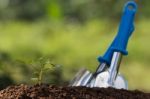 Growing Plant On Soil In Morning Stock Photo