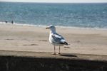 Gull Stock Photo