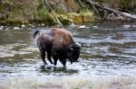 American Bison (bison Bison) Stock Photo