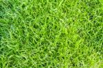 Green Grass Texture Close Up Stock Photo