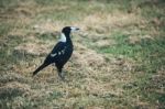 Australian Magpie Outdoors Stock Photo