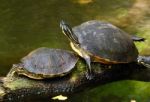 Turtles Stock Photo