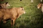 Australian Cows Stock Photo