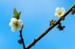 White Apricot Blossom With Blue Sky Stock Photo