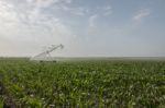 Irrigation Of Corn Field Stock Photo