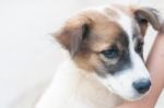 Close Up White Brown Dog Puppy On White Background With Copy Space Stock Photo